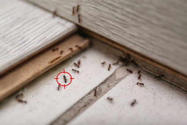 Best Affordable Pest Control Services  in Shelton, NE