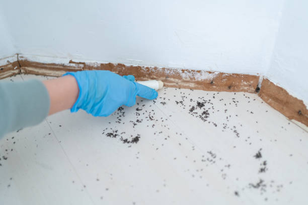 Best Pest Prevention Services  in Shelton, NE