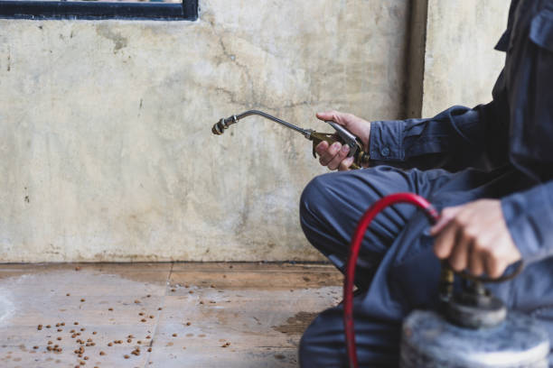 Best Wasp Removal Services  in Shelton, NE
